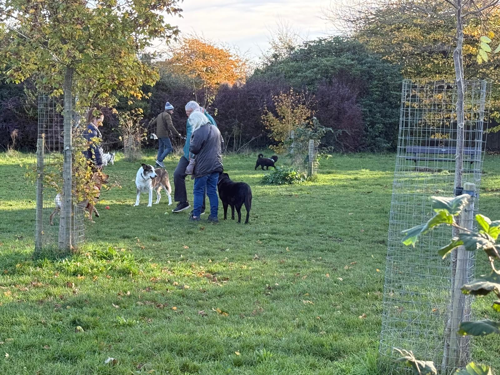 Dogs in garden photo